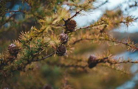 Detailed Close-Up of Textured Pine Cones with Earthy Tones Stock Photos