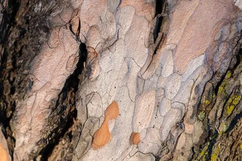 Detailed close-up of textured pine tree bark, macro photo Stock Photos