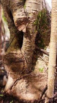 Detailed Close Up of Tree Bark and Roots with Green Moss. Stock Photos
