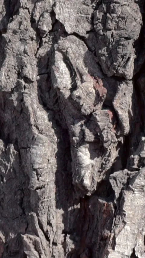 Detailed close-up of tree bark texture and wood grain Stock Footage 346396834
