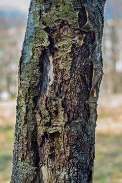 Detailed close-up of a tree bark texture capturing its natural beauty Stock Photos