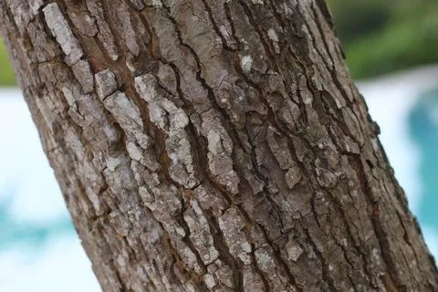 Detailed Close-up of Tree Bark Texture Stock Photos