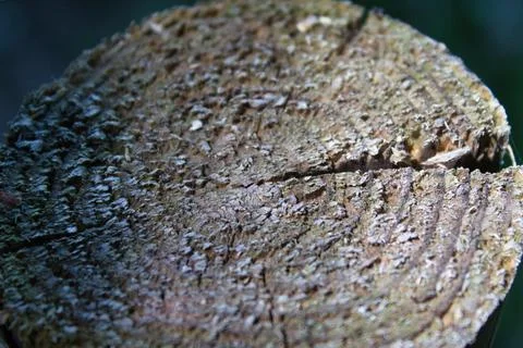 Detailed close-up of tree stump texture Stock Photos