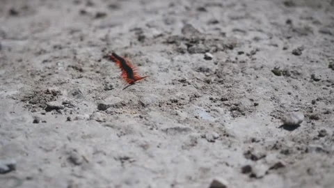 Detailed close-up of a vibrant centipede traversing textured rocks Stock Footage 334163416