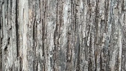 Detailed close up video of rough tree bark with black ants Stock Footage 318711398