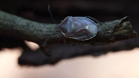 A Detailed Close-Up Video of a Tree Shield Bug Crawling Along a Mossy Tree Branc 스톡 동영상 314405304