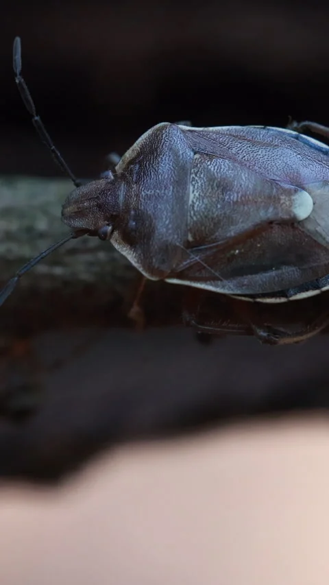 A Detailed Close-Up Video of a Tree Shield Bug Crawling Along a Mossy Tree Branc Stock-Footage 318497838