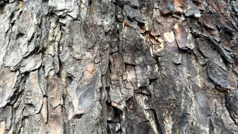 Detailed close-up view of ancient tree bark, showcasing its rough, weathered  Stock Photos