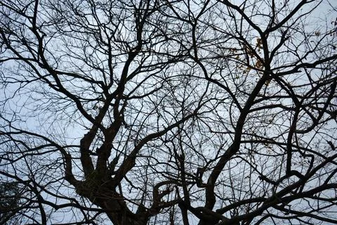 Detailed close up view of complex bare tree branches spreading against the c Stock Photos
