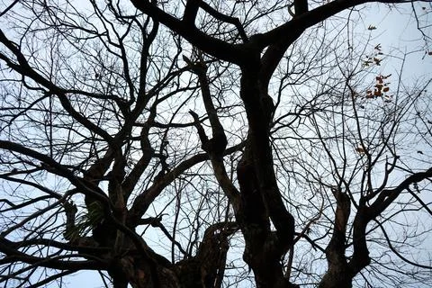 Detailed close up view of complex dark bare tree branches spreading against Stock Photos