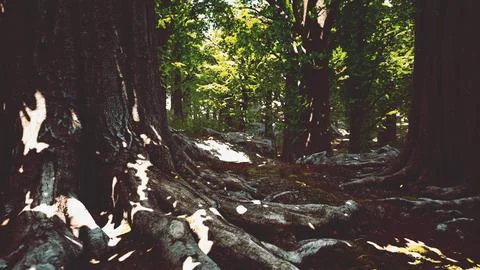 Detailed close up view on a forest ground texture with moss Stock Illustration