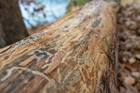 A detailed close-up view of rough tree bark in a Czech forest, partially eaten Stock Photos