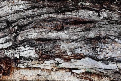 Detailed close-up view of rough tree bark texture background. Stock Photos