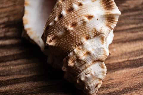 Detailed close-up view of a shell resting on a wooden surface, showcasing its Stock Photos