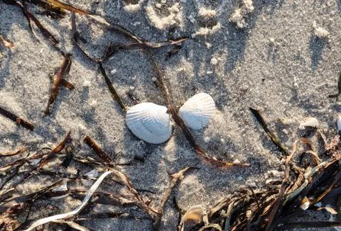 Detailed close up view at shells on a sandy beach at the baltic sea. Stock Photos