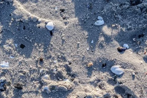 Detailed close up view at shells on a sandy beach at the baltic sea. 스톡 사진