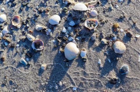 Detailed close up view at shells on a sandy beach at the baltic sea. Stockfoto's
