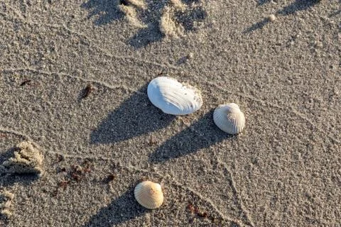 Detailed close up view at shells on a sandy beach at the baltic sea. Foto stock