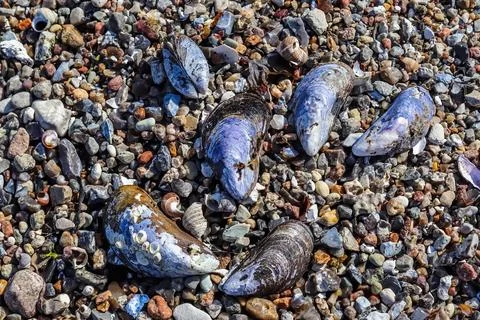 Detailed close up view at shells on a sandy beach at the baltic sea. 스톡 사진
