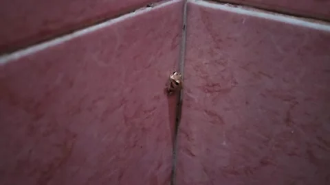 Detailed close up view of a small wild tree frog hiding and resting in the .. Stock Footage 329906413