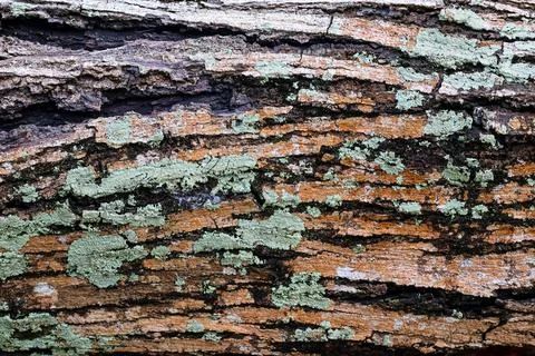 Detailed close-up view of textured tree bark covered with green lichen. 스톡 사진