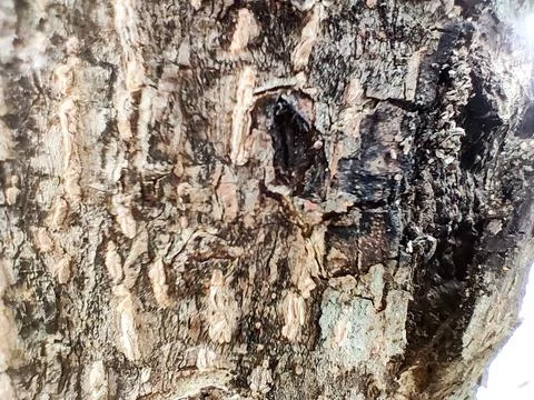 Detailed Close Up View of Tree bark Texture Foto stock