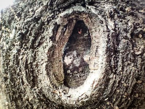 Detailed Close Up View of Tree bark Texture Stock Photos