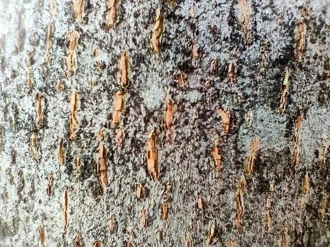 Detailed Close Up View of Tree bark Texture Stock Photos