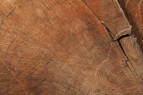 Detailed close view of weathered tree trunk surface with growth rings Stock Photos