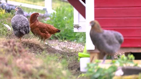 Detailed close up views of various chicken breeds Stock Footage 336857128