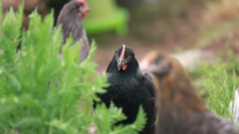 Detailed close up views of various chicken breeds Stock Footage 336857159