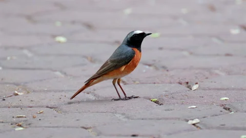 Detailed close up of a white crowned redstart bird walking across a paved Stock Footage 336906953