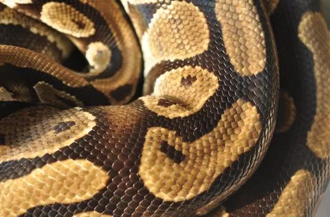 Detailed closeup of a ball python skin pattern Stock-Fotos