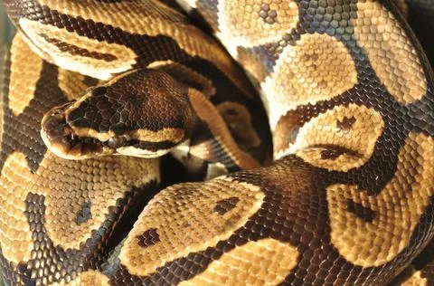 Detailed closeup of a ball python skin pattern Stock-Fotos