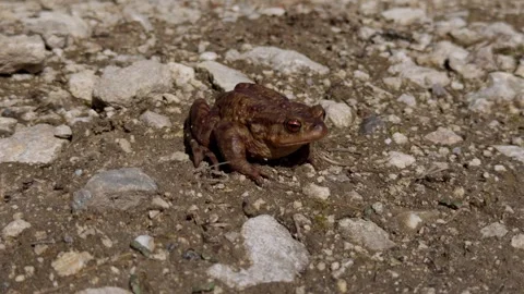 A detailed closeup of a Brown Toad resting on a bed of Gravel Ground during Stock Footage 306793846