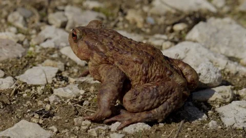 A Detailed CloseUp of a Brown Toad Resting on Rocky and Gravelly Ground Surfaces Stock Footage 309333478