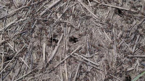 A Detailed CloseUp of the Forest Ground, which is Covered with Twigs and Active Stock Photos