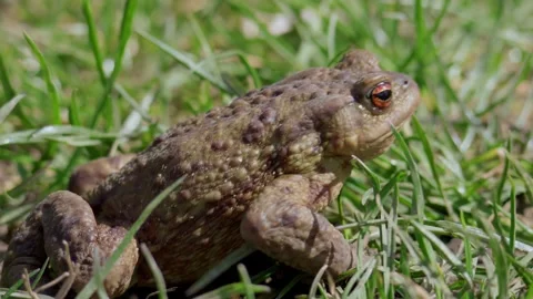 A Detailed CloseUp of a Frog Surrounded by Grass and Greenery in Its Natural Stock Footage 313283968