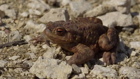 A detailed closeup image of a Brown Toad observed resting on rocky ground under Stock Footage 307790129