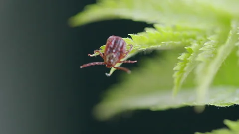 A Detailed Closeup Image Capturing a Tick Resting on a Green Leaf Surface in Nat Stock Footage 307230414