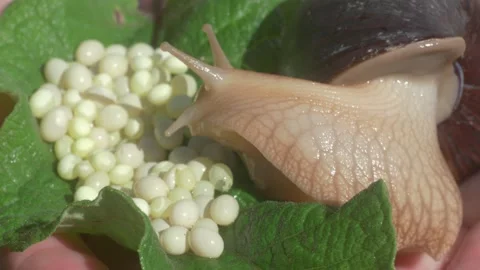 A detailed closeup image of a snail that is resting on a leaf, surrounded by its Stockbeeldmateriaal 285326481