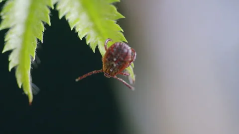 A detailed closeup image of a Tick resting on a vibrant green Leaf amidst the en 動画素材 307233650