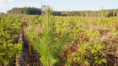 Detailed Closeup of Pine Tree Sapling in Nursery, Aligned Rows Behind Stock Footage 301623556
