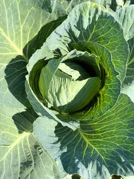A detailed closeup view of a cabbage leaf that features a yellow center Stock Photos