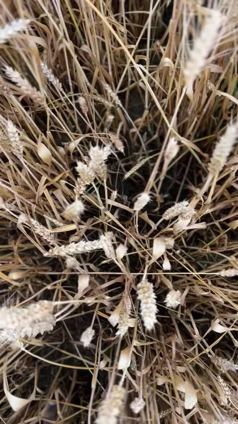 A Detailed CloseUp View of a Lush Wheat Field Captured During the Thriving Stock Footage 306078956