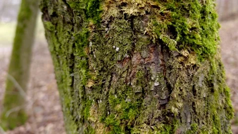 A detailed closeup view of mosscovered tree bark in a lush and vibrant forest Stock Footage 306062381