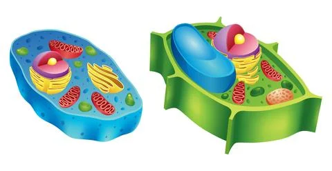 A detailed comparison of diagrams illustrating the differences between animal Stock Illustration