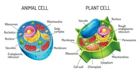 A detailed comparison of diagrams illustrating the differences between animal 库存插图