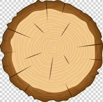 Detailed cross-section of a cut tree trunk shows concentric growth rings an.. Stock Illustration