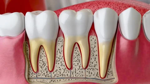 A detailed cross-section model of human teeth with roots and nerves. Stock Footage 315427469